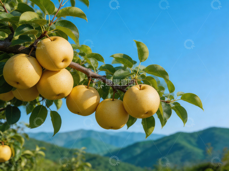 高清大图下载【趣麦麦图】山水间梨园丰收景象