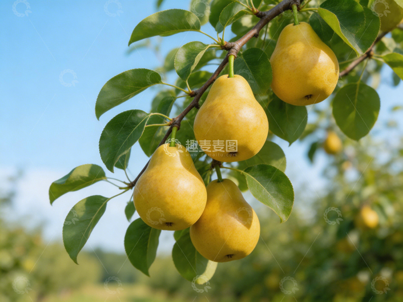 高清大图下载【趣麦麦图】果园梨子丰收景象摄影