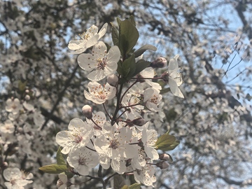 春日樱花盛开美景摄影1
