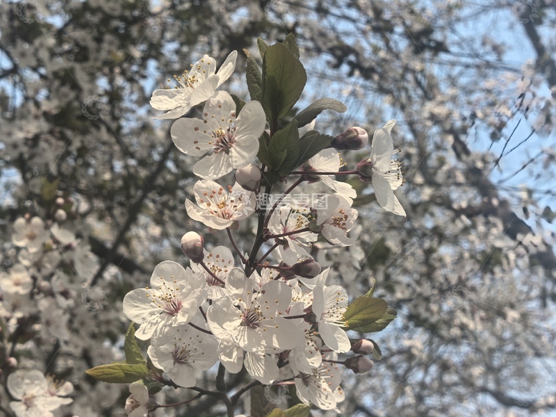 高清大图下载【趣麦麦图】春日樱花盛开美景摄影1