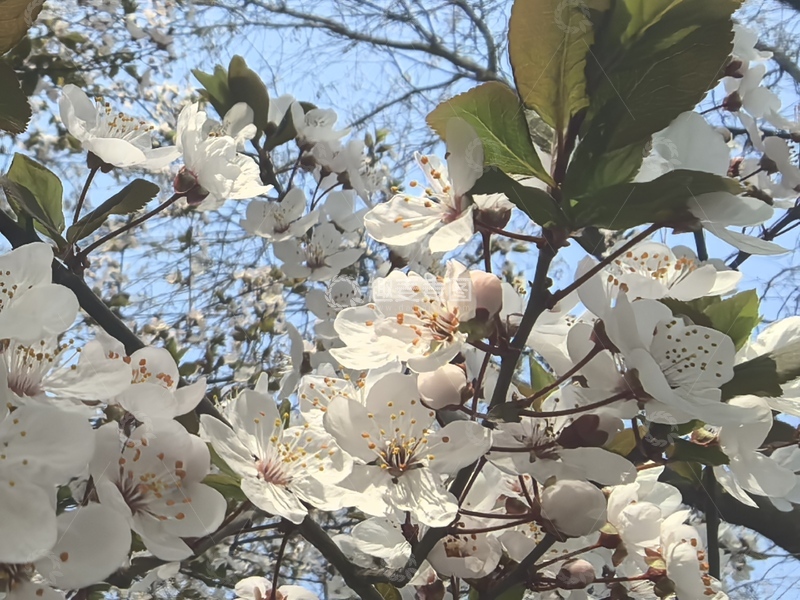 高清大图下载【趣麦麦图】春日盛开梨花美景