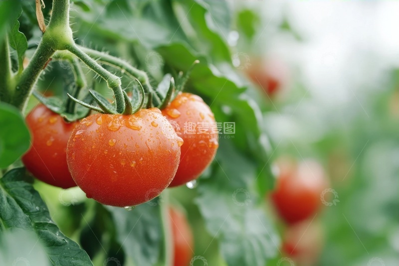高清大图下载【趣麦麦图】番茄地里生长的番茄