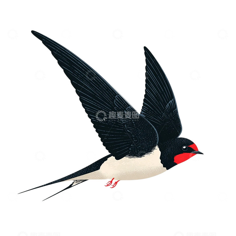 高清大图下载【趣麦麦图】黑白交织的羽翼奇观