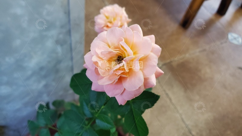高清大图下载【趣麦麦图】-月季花植物花朵花卉花瓣绿叶聚焦摄影