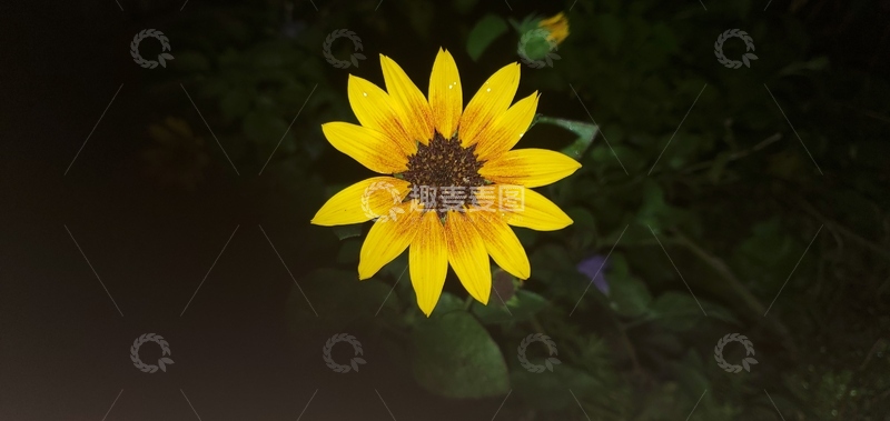 高清大图下载【趣麦麦图】向日葵植物花朵花卉花瓣聚焦摄影