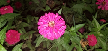 百日菊百日草花朵花卉花瓣聚焦摄影