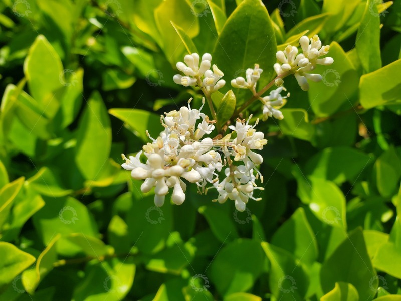 高清大图下载【趣麦麦图】石楠花花朵花序绿叶叶子植物