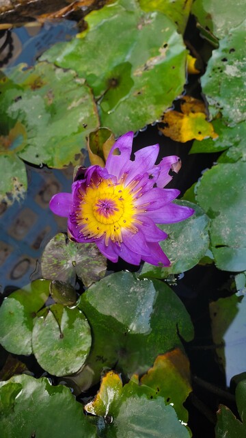 睡莲莲花花朵花卉花瓣莲叶荷叶