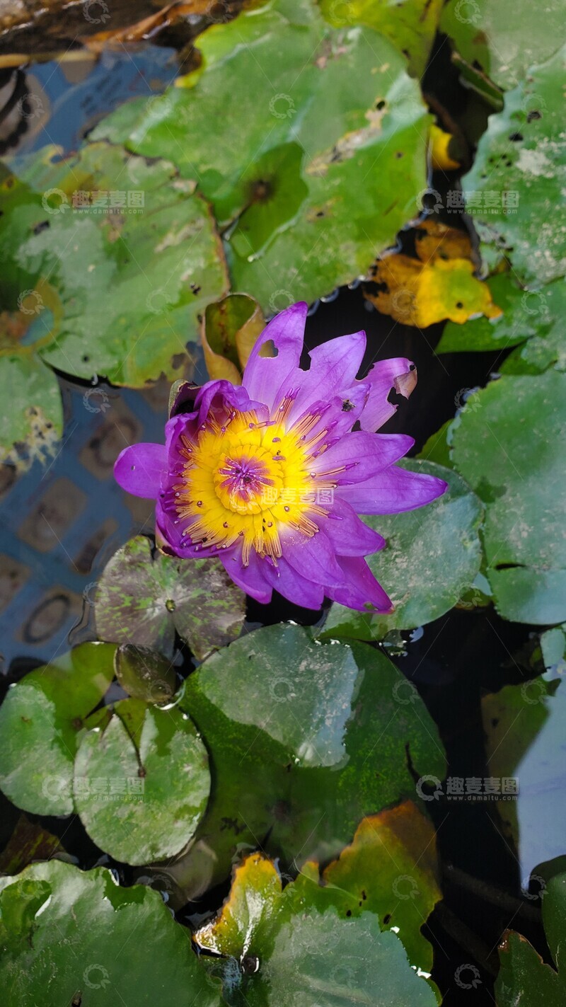 高清大图下载【趣麦麦图】睡莲莲花花朵花卉花瓣莲叶荷叶
