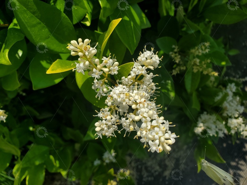 高清大图下载【趣麦麦图】石楠花花朵花序花卉绿叶叶子植物