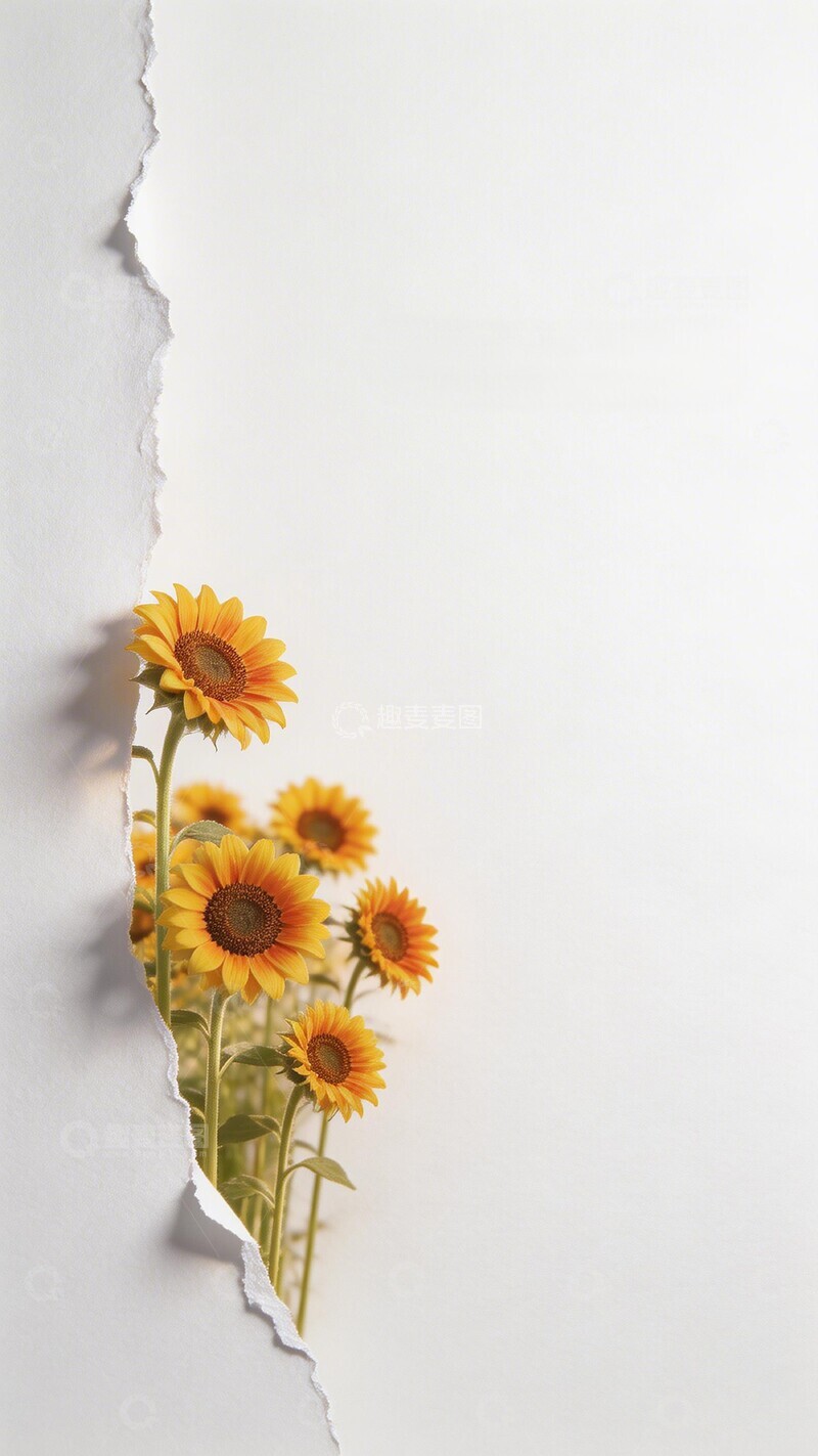 高清大图下载【趣麦麦图】破纸向日葵生机盎然
