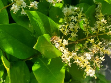 昆虫蜜蜂石楠花花朵采蜜绿叶植物