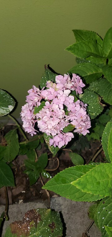 绣球植物花朵花卉花序聚焦摄影