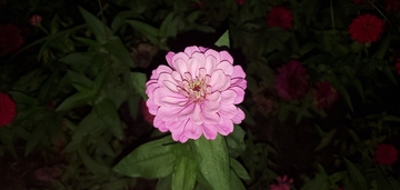 百日菊植物花朵花卉花瓣聚焦摄影