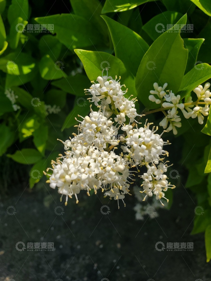 高清大图下载【趣麦麦图】石楠花花朵花序花卉绿叶植物