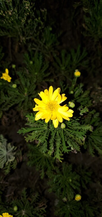 南茼蒿菊花植物花朵花卉聚焦摄影