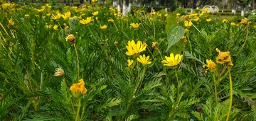 黄金菊菊花植物花朵花卉绿叶植株