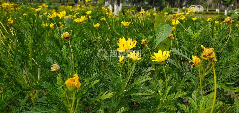 高清大图下载【趣麦麦图】黄金菊菊花植物花朵花卉绿叶植株