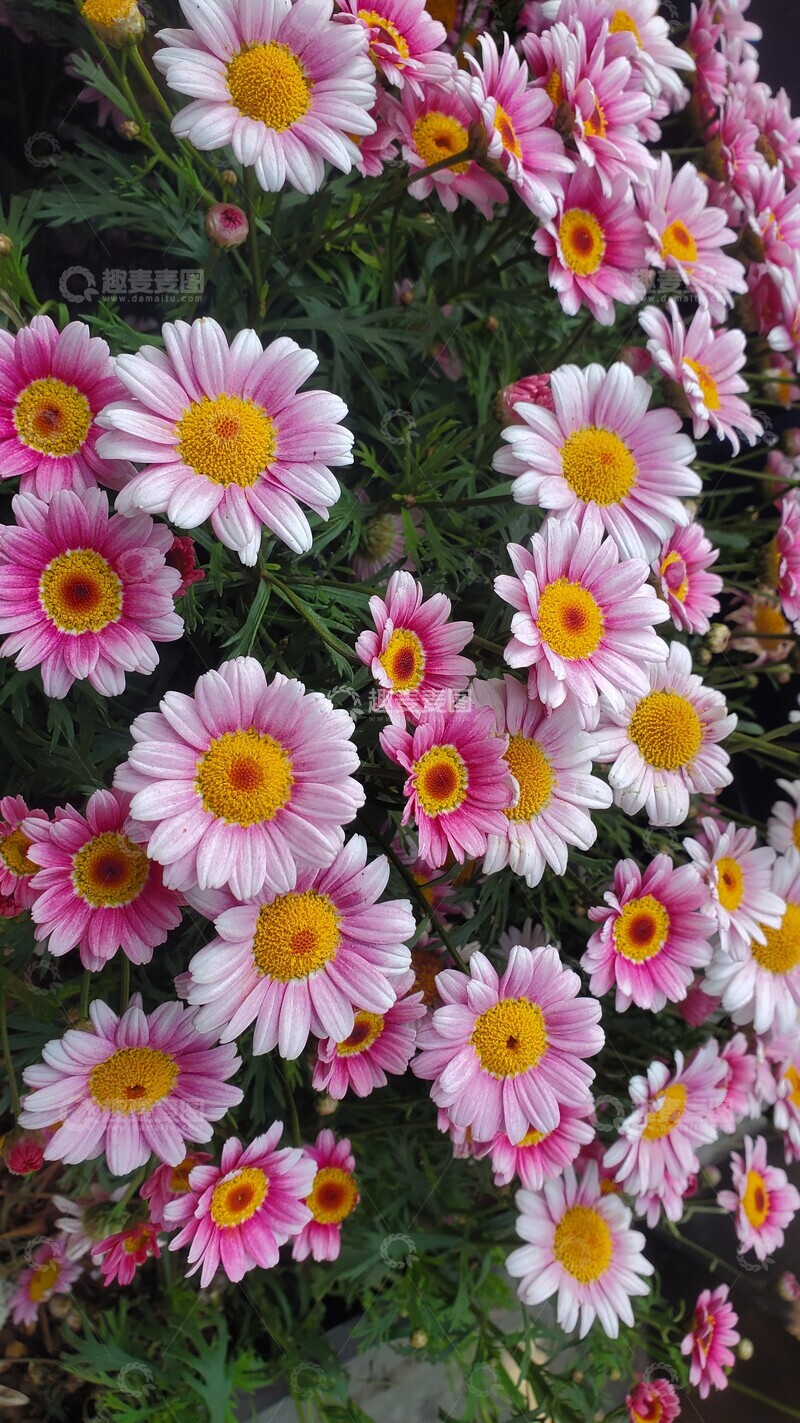 高清大图下载【趣麦麦图】木茼蒿菊花花朵花卉花瓣绿叶植物