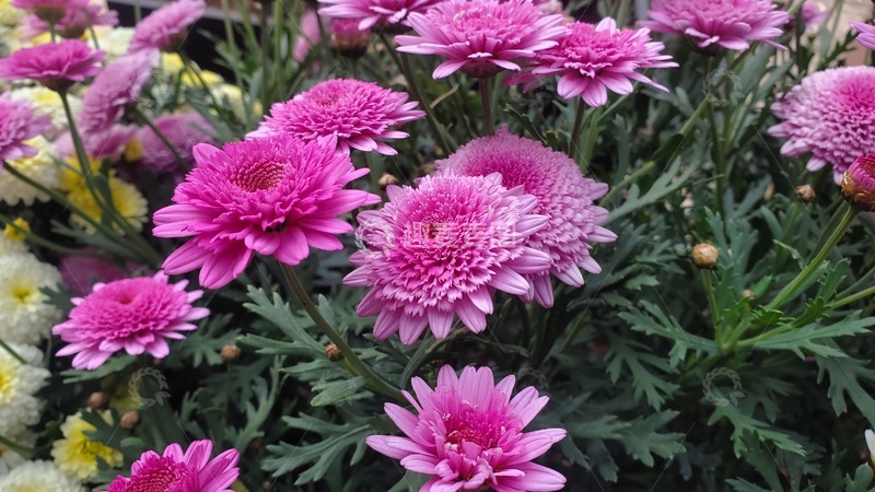 高清大图下载【趣麦麦图】牡丹菊菊花花朵花卉绿叶植物