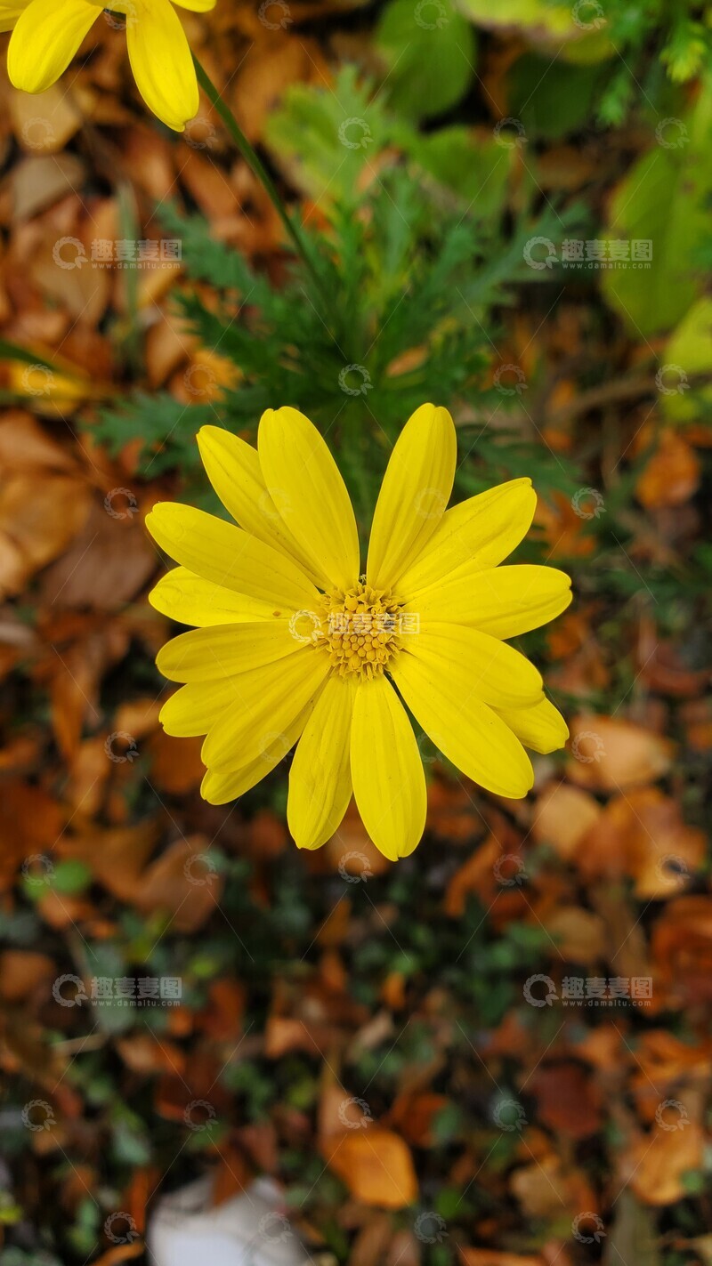 高清大图下载【趣麦麦图】黄金菊罗马春黄菊菊花花朵花卉