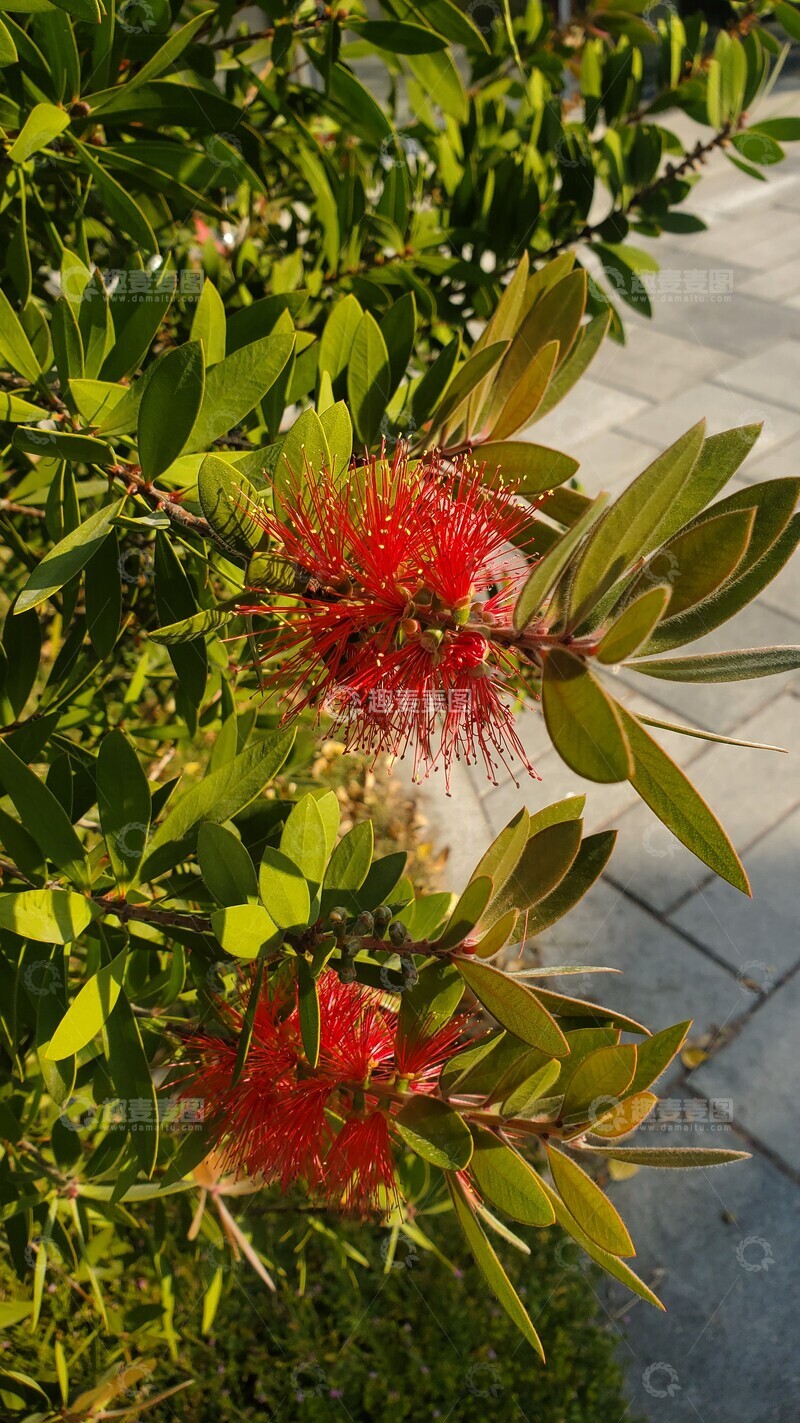 高清大图下载【趣麦麦图】红千层花朵花卉花蕊绿叶树叶树枝