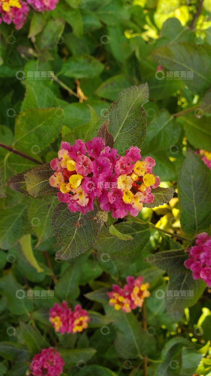 高清大图下载【趣麦麦图】五色梅花朵花卉花球绿叶植物