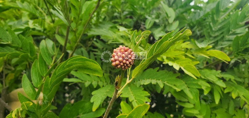 高清大图下载【趣麦麦图】朱缨花花球花朵绿叶树叶植物