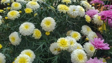 菊花花朵花卉花球绿叶植物摄影