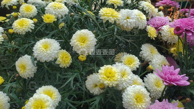 高清大图下载【趣麦麦图】菊花花朵花卉花球绿叶植物摄影