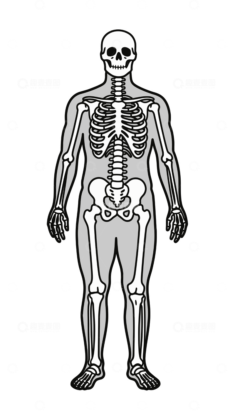 源文件下载【趣麦麦图】人体骨架解剖学示意图