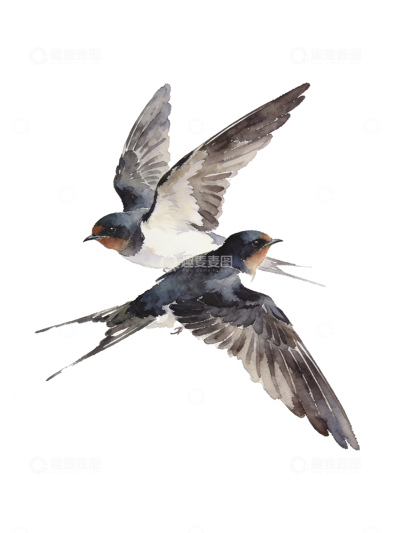 源文件下载【趣麦麦图】水彩画风格燕子4