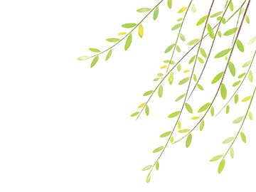 简约柳枝绿叶背景设计素材