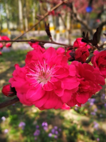 春日桃花盛开美景摄影2