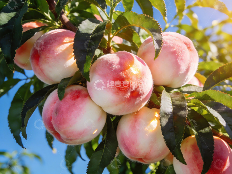 高清大图下载【趣麦麦图】夏日果园里的水蜜桃特写1