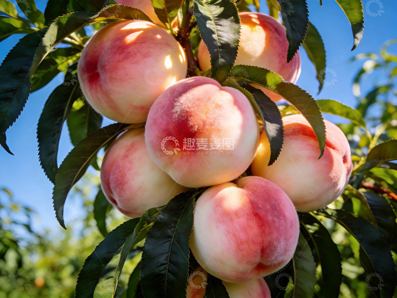 高清大图下载【趣麦麦图】夏日果园里的水蜜桃特写4