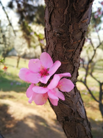 春日桃花树干盛开