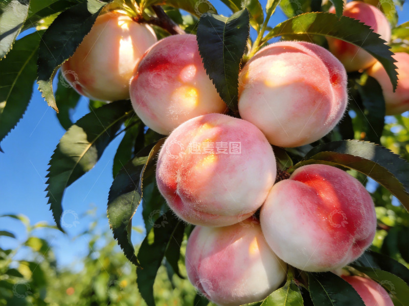 高清大图下载【趣麦麦图】夏日果园里的水蜜桃特写3