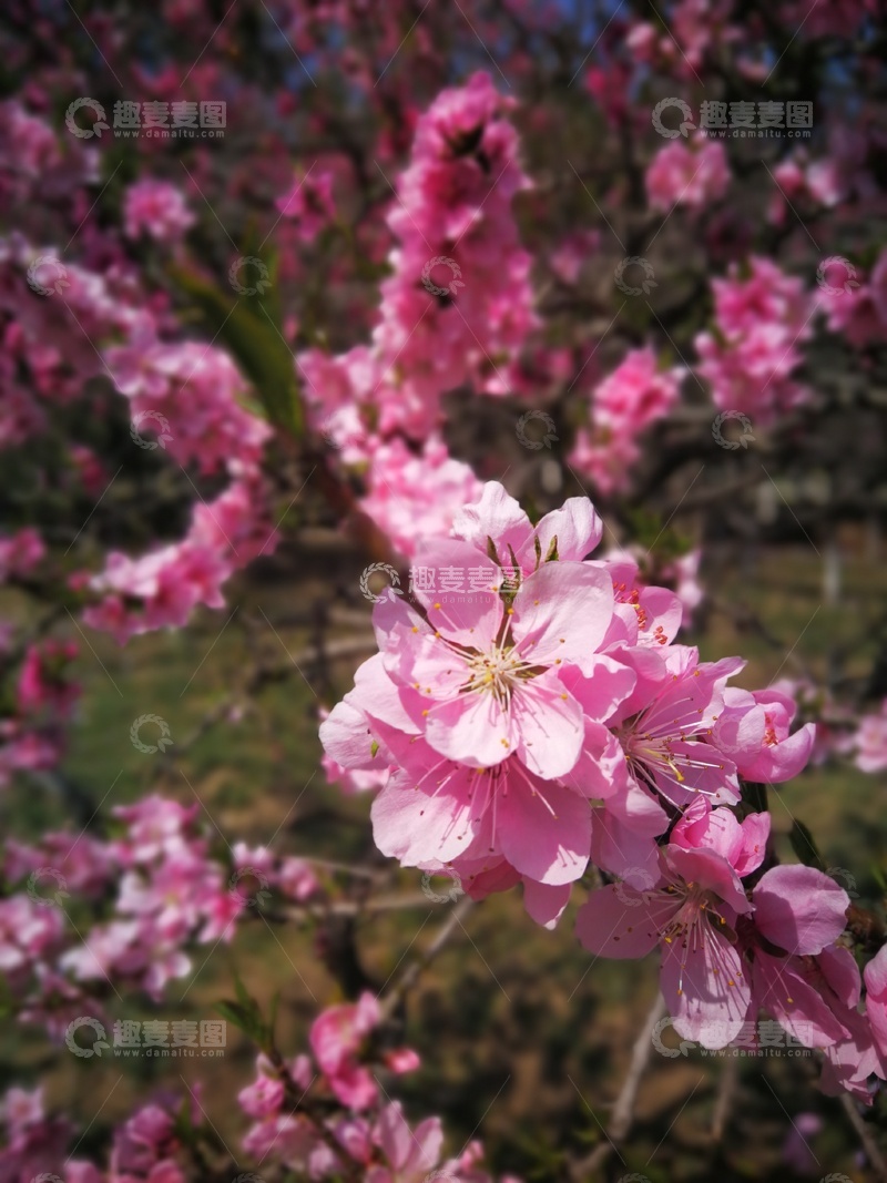 高清大图下载【趣麦麦图】春日桃花盛开美景