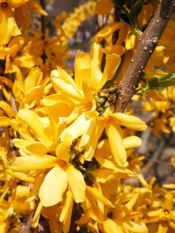 迎春花开满枝头