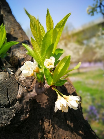春日新绿花朵绽放