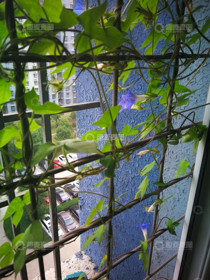 高清大图下载【趣麦麦图】窗台藤蔓花开美景