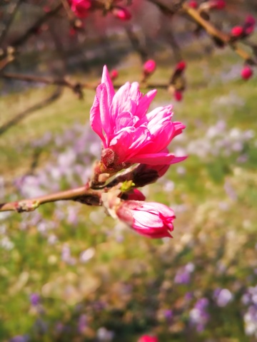 春日花开绽放美景