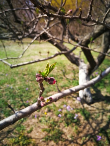 春日枝头新芽绽放