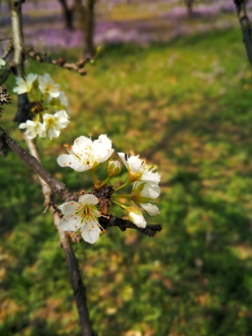 早春树枝白花绽放