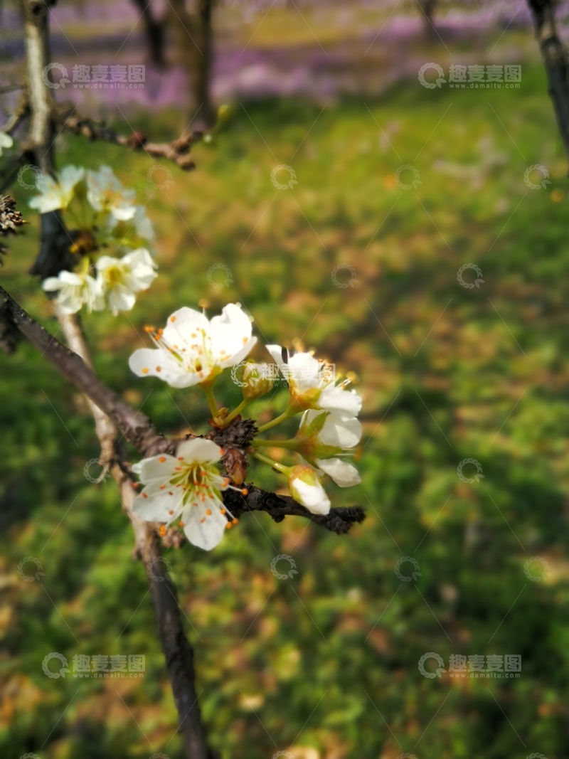 高清大图下载【趣麦麦图】早春树枝白花绽放