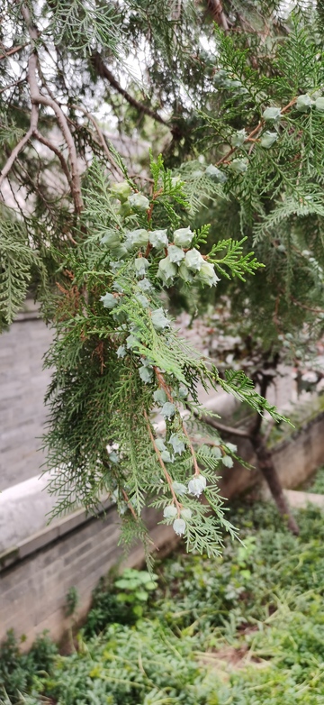 柏树枝叶特写自然风光