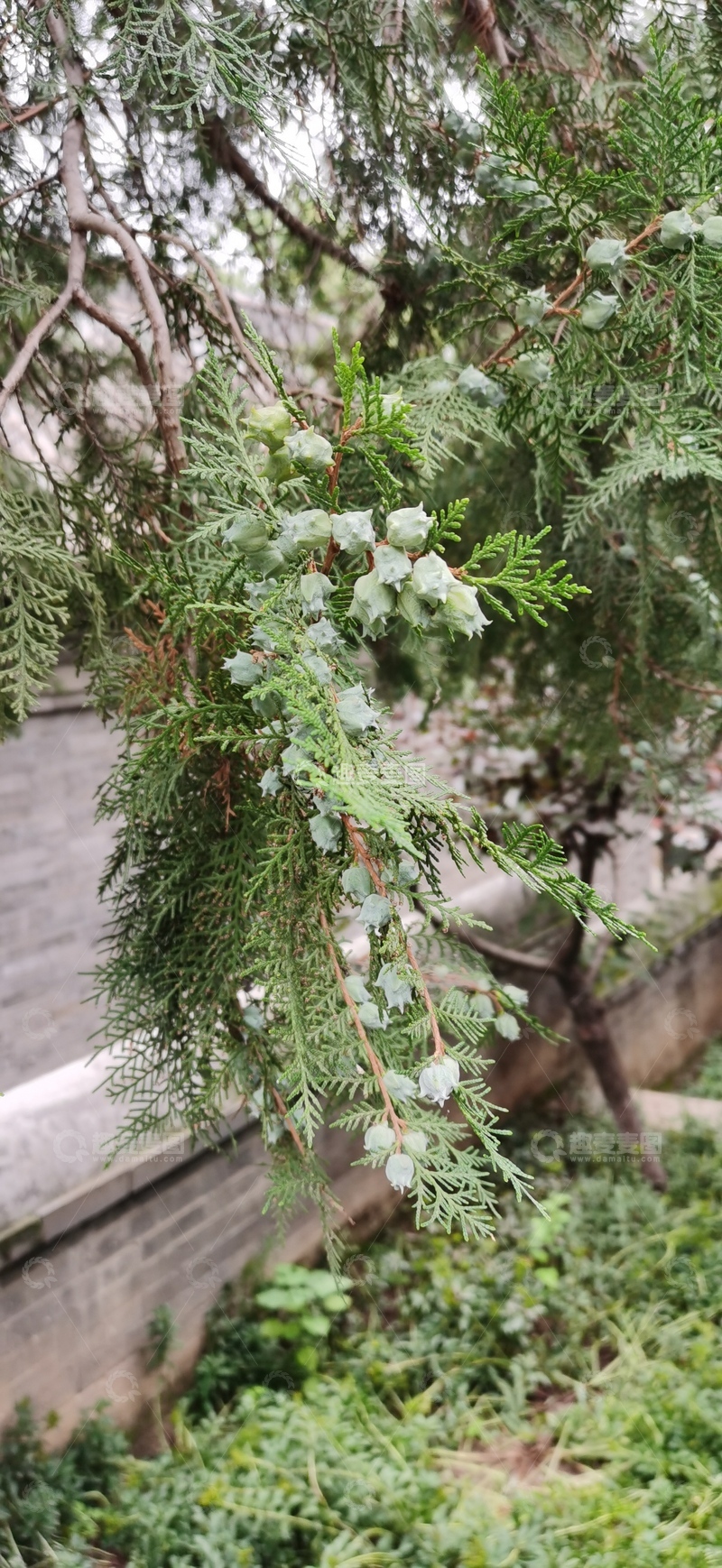 高清大图下载【趣麦麦图】柏树枝叶特写自然风光