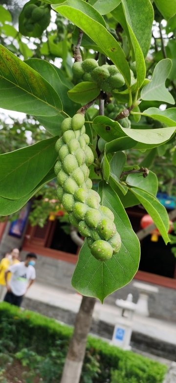绿植果实特写自然风光