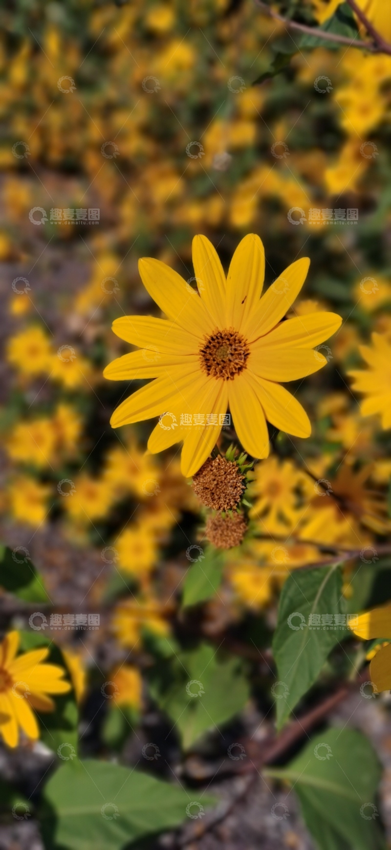 高清大图下载【趣麦麦图】盛开的黄色菊花自然摄影